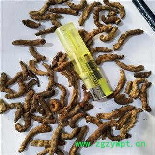 僵蚕 正品麸炒僵蚕，保证质量 产地 广西壮族自治区图3