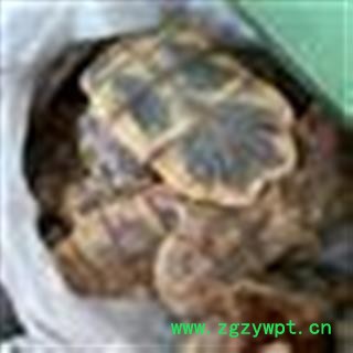 龟板 统 产地 海南省图3