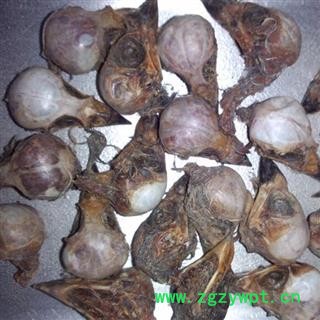 煜庭药业 雀脑 正品 褪毛雀脑 麻雀脑 雀脑袋 麻雀头图2