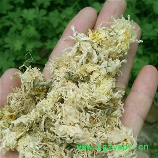 亳菊  净货    产地 安徽  亳州 蕴乾药业有限公司图2