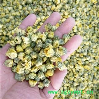 胎菊    苏北胎菊  新货图2