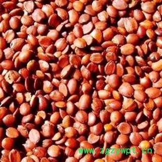 理枣仁 滇枣仁 2020 统 产地 云南省玉溪市通海县图2