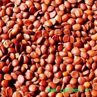 理枣仁 滇枣仁 2020 统 产地 云南省玉溪市通海县图3