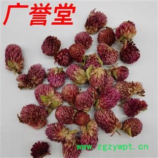 千日红 统 产地 西藏自治区图3