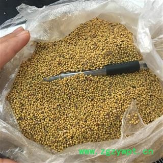 白芥子 净货 2020 产地 四川省德阳市中江县图3