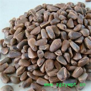 海松子 药用海松子 正品保证质量7天无理由退货退款 安品堂图4