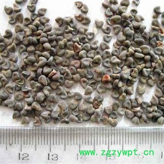 冬葵子干净无杂质粒粒饱满正品保证质量7天无理由退货退款 中药材批发丽丽药业图3