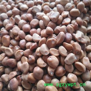 新辉药业大牵牛子   华佗豆图2