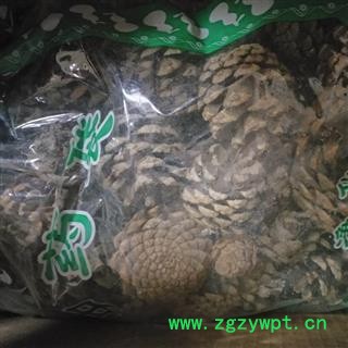 新辉药业松塔  松球图2
