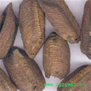 灵吉药业   生铁蛸 生桑螵蛸  蜱蛸、 桑蛸、冒焦、螵蛸、致神、螳螂子、桑上螳螂窠、野狐鼻涕、赖尿郎、刀螂子 地道药材  货真价实图4