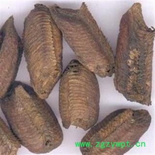 灵吉药业   生铁蛸 生桑螵蛸  蜱蛸、 桑蛸、冒焦、螵蛸、致神、螳螂子、桑上螳螂窠、野狐鼻涕、赖尿郎、刀螂子 地道药材  货真价实图2