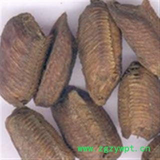 灵吉药业   生铁蛸 生桑螵蛸  蜱蛸、 桑蛸、冒焦、螵蛸、致神、螳螂子、桑上螳螂窠、野狐鼻涕、赖尿郎、刀螂子 地道药材  货真价实图3