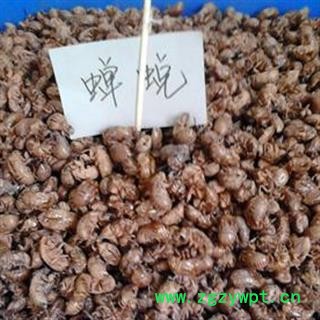 灵吉药业 蝉蜕  蝉壳  禅皮  蝉衣  道地药材 货真价实   批发各类规格中药材，滋补品 规格齐全 品质保证图3