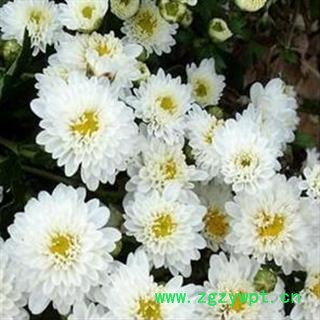 灵吉药业 杭菊花  道地药材  产地直销 批发零售各种规格中药材 花草类 矿石类 冷背珍稀野生药材图2