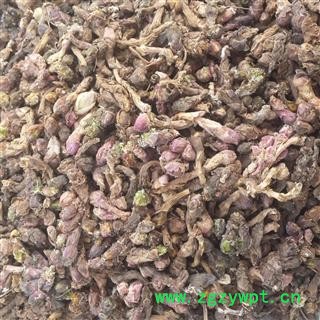 款冬花  冬花 甘肃产地直销图3