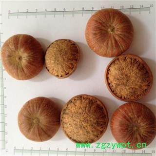 新辉药业优质中药材风流果 厚鳞柯 壮阳果图2