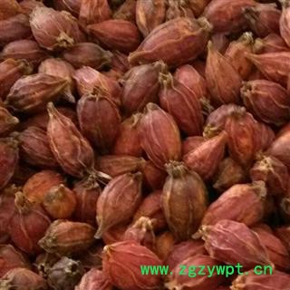 新辉药业正品栀子 江西红栀子图3