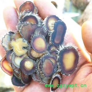 人工驯养鹿茸 梅花鹿茸全蜡片 产地 吉林省白山市抚松县图3