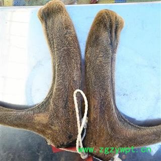 人工驯养鹿茸 梅花鹿茸【二杠】纯干 产地 吉林省白山市抚松县图3