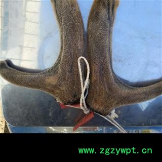 人工驯养鹿茸 梅花鹿茸【二杠】纯干 产地 吉林省白山市抚松县图2