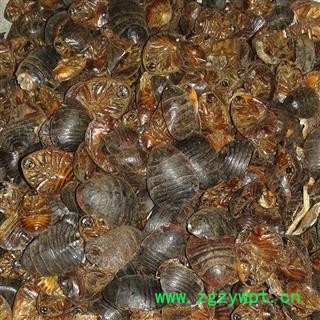 土元 统 产地 江苏省苏州市吴中区图2