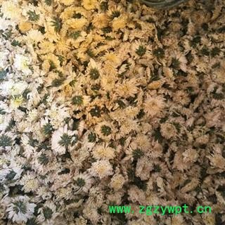 白菊花 七月菊  选装货图2