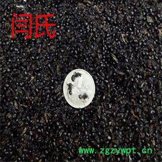 黑蚂蚁 黑蚂蚁大个 选货 产地 广西壮族自治区图3