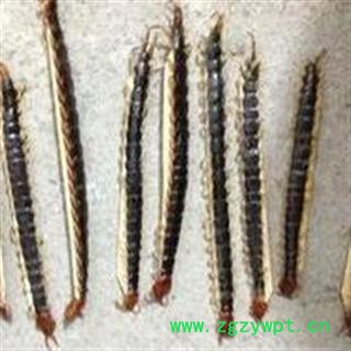 蜈蚣 统 产地 湖北省 2013 新货 批发各种中药材 花茶 矿石图2