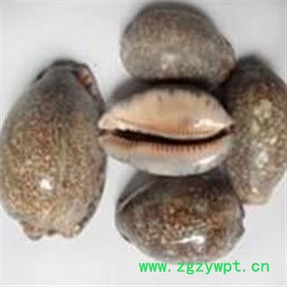 京辉药业 紫贝齿 紫贝 正品优质 批发零售各种中药材图3