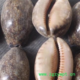 京辉药业 紫贝齿 紫贝 正品优质 批发零售各种中药材图2