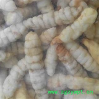 京辉药业 地蚕 草石蚕 土虫草  正品 促销图2