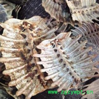 京辉药业 鳖甲新货 物美价廉 充足含量 无碎瓣 无肉质残留图2