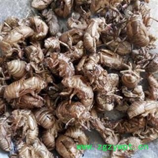 京辉药业 蝉蜕  蝉蜕统货 批发零售图2