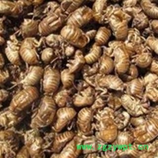 京辉药业 蝉蜕 水洗蝉蜕 批发零售图2