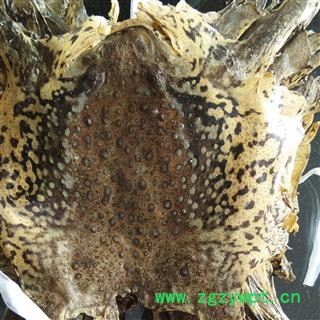 京辉药业 正品蟾皮干蟾蜍皮癞蛤蟆皮纯皮14-17cm50张包邮图2