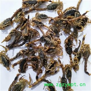 全蝎 山东淡盐全蝎秋货 产地 山东省图4