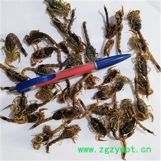 全蝎 山东淡盐全蝎秋货 产地 山东省图3