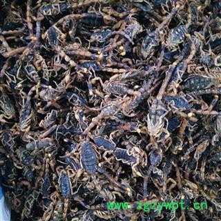 全蝎 山东淡盐全蝎秋货 产地 山东省图2