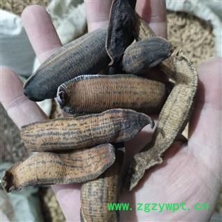 水蛭 沙水蛭统货 产地 江苏省图3