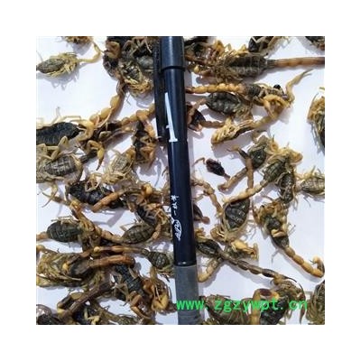 全蝎 山东淡盐全蝎伏货 产地 山东省