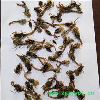 全蝎 山东淡盐全蝎伏货 产地 山东省图2