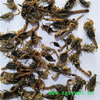 全蝎 山东淡盐全蝎伏货 产地 山东省图4