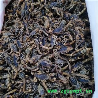 全蝎 山东淡盐全蝎伏货 产地 山东省图3