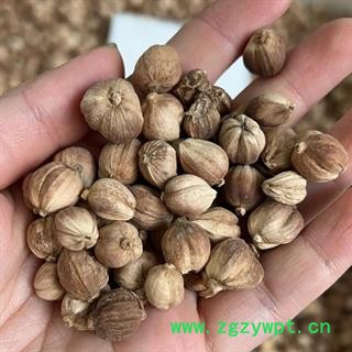 白豆蔻 白蔻 统 2021 产地 广西壮族自治区玉林市玉州区图2