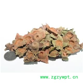 青柿蒂 柿蒂 青 产地 安徽省亳州市谯城图3