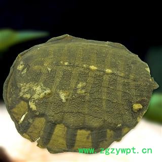 鳖甲 鳖甲统货 产地 重庆市县巫山县图2