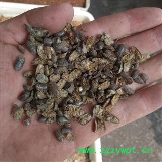 鼠妇虫 清水   产地 安徽  亳州【隆兴中药材】图3