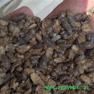 鼠妇虫 清水   产地 安徽  亳州【隆兴中药材】图2