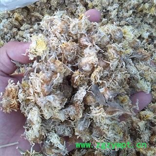 菊花 优质 产地 安徽省亳州市谯城区图3