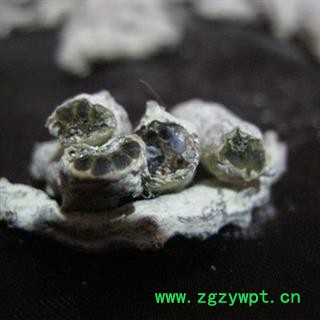 草民甄选白僵蚕 川产天虫 玻璃茬 纯净选货 正品含量高图2